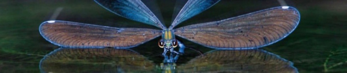 Programme du Symposium du 24 mars 2018 "La rencontre, aux racines de l’hypnose" Programme du Symposium du 24 mars 2018 "La rencontre, aux racines de l’hypnose"