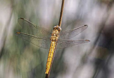 Michel Hidalgo Michel Hidalgo