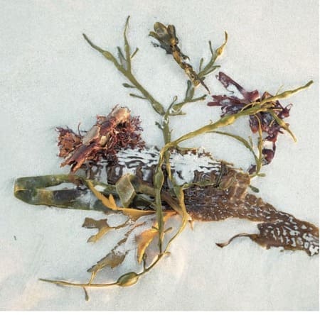 Illustrations : Anne DAYOT Illustrations : Anne DAYOT