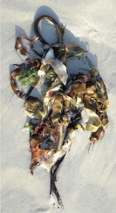 Illustrations : Anne DAYOT Illustrations : Anne DAYOT