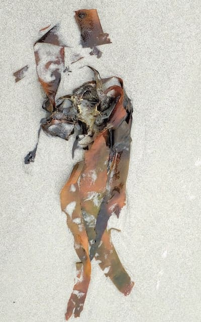 Illustrations : Anne DAYOT Illustrations : Anne DAYOT